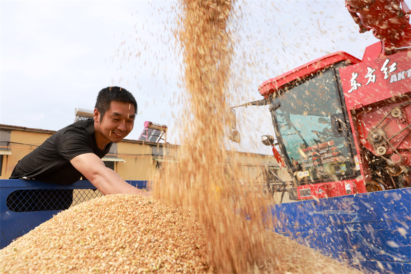 農(nóng)民在山東省聊城市茌平區(qū)信發(fā)街道豆張村的麥田里將收獲的小麥裝車。