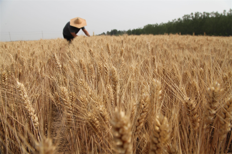 農(nóng)民在山東省聊城市茌平區(qū)賈寨鎮(zhèn)耿二莊村查看小麥長勢(shì)。