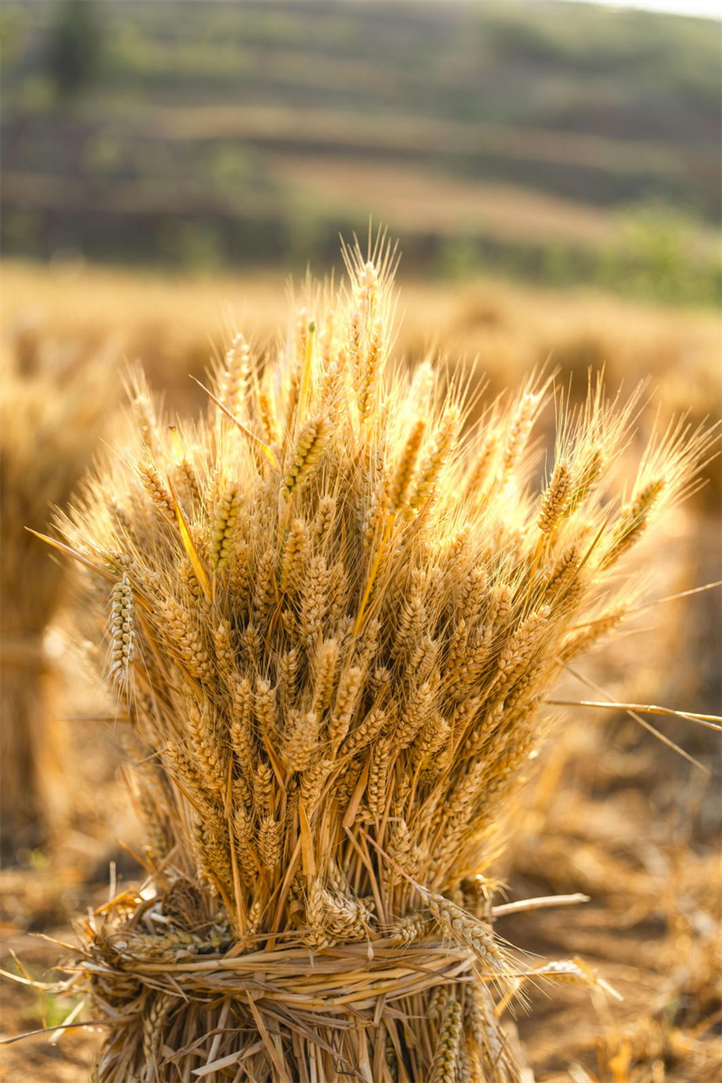 小麥打捆之后仿若麥穗花束。  單英 攝