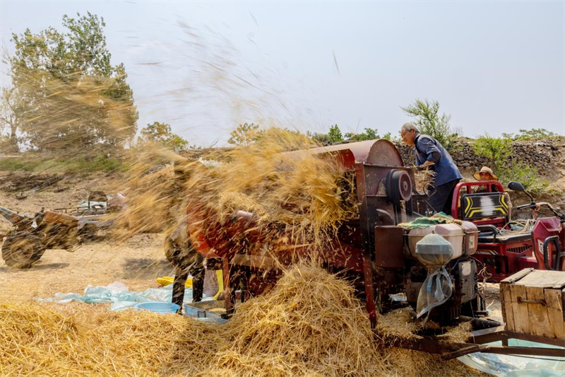 端午忙豐收，機(jī)器轟鳴不停。史國(guó)慧 攝