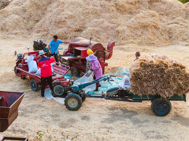 端午忙豐收，機(jī)器轟鳴不停。陳長(zhǎng)芬 攝