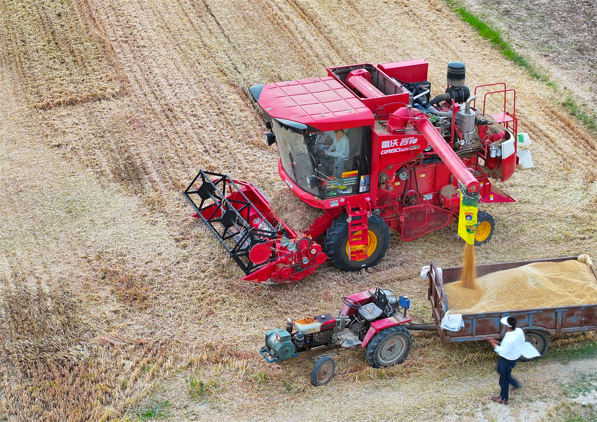 濰柴雷沃小麥?zhǔn)崭顧C(jī)作業(yè)現(xiàn)場(chǎng)。姚彬攝