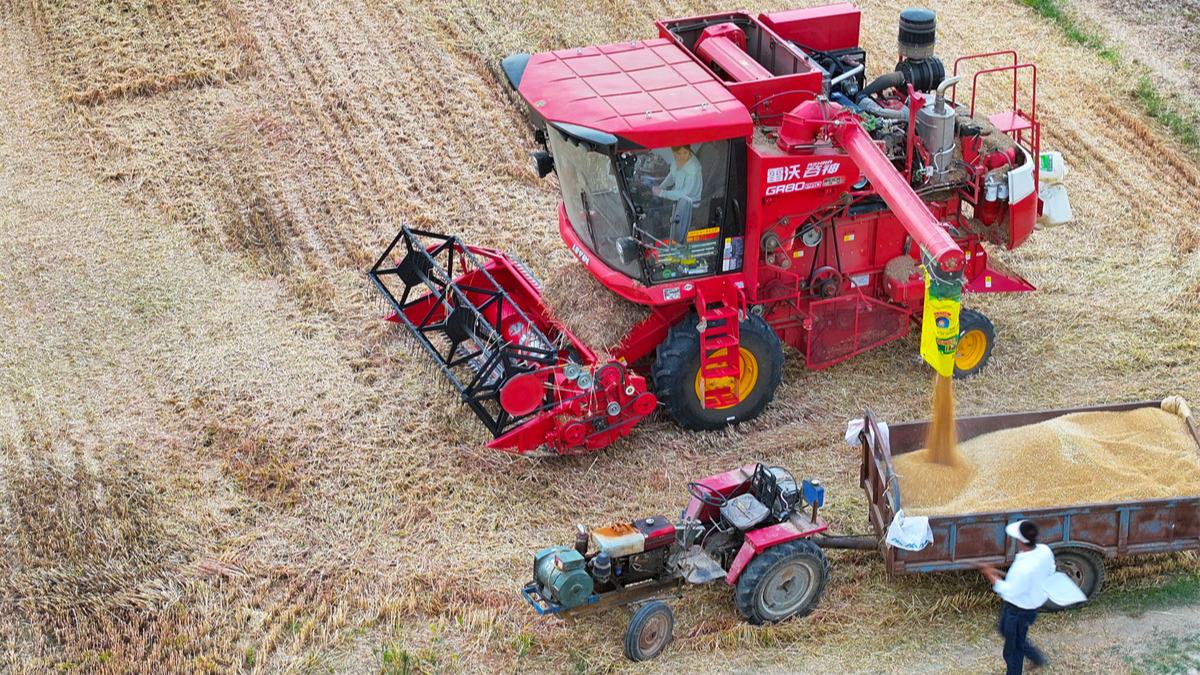 濰柴雷沃小麥?zhǔn)崭顧C(jī)作業(yè)現(xiàn)場。姚彬攝