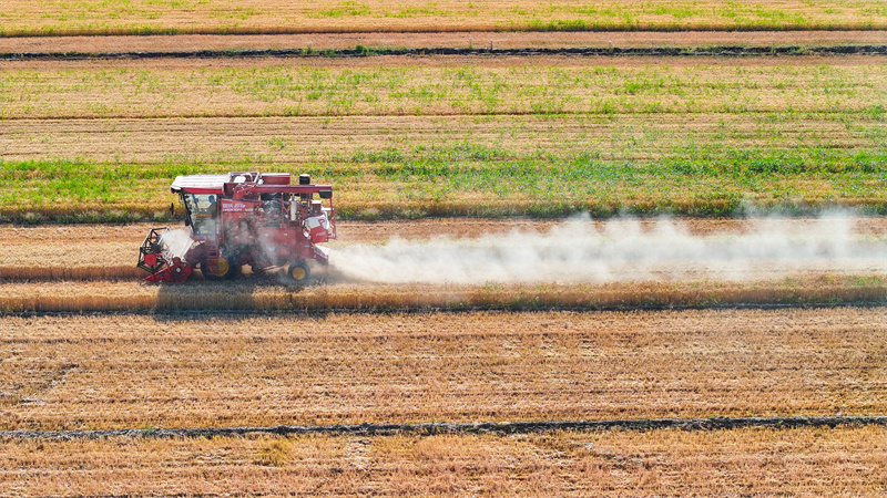 山東樂(lè)陵:鹽堿地上麥穗飄香