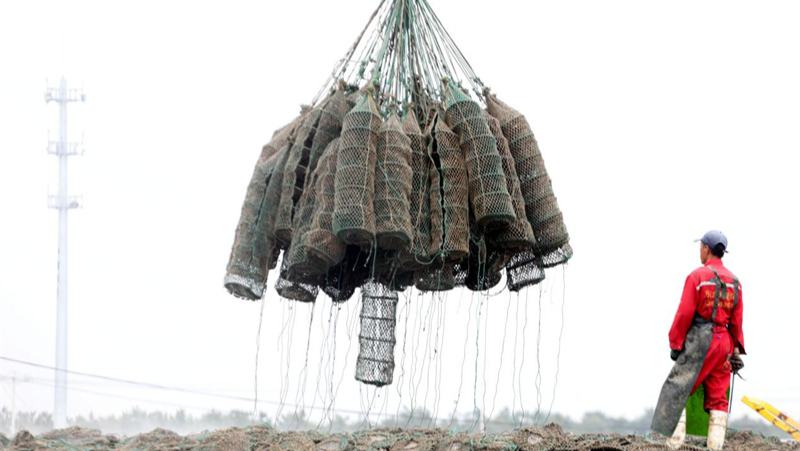 乳山牡蠣“上岸記”山東乳山，牡蠣養(yǎng)殖戶迎著晨光駛向蔚藍(lán)的海上牧場，一串串牡蠣吊籠在澄澈海水中隨波輕蕩。