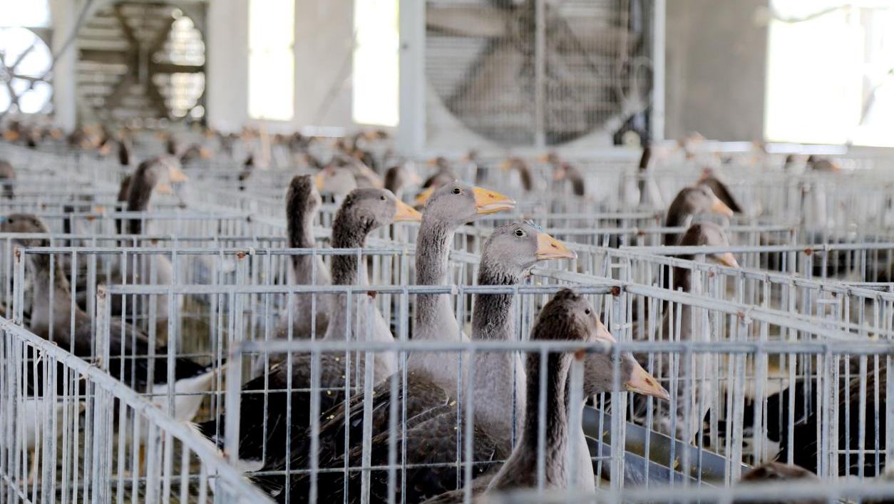 朗德鵝的跨洋“落戶”記在臨朐，養(yǎng)殖戶有6000多人，鵝肝相關(guān)生產(chǎn)主體3400余家，2024年出欄朗德鵝500萬只，年產(chǎn)鵝肝5000噸，占據(jù)全國70%的市場份額。