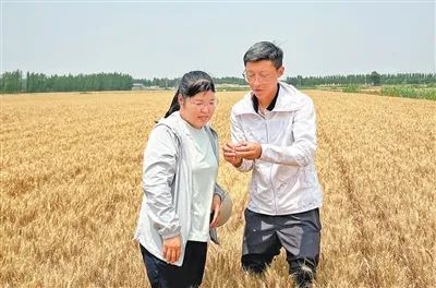 山東省農(nóng)業(yè)集團東營分公司農(nóng)技專家（右）在指導農(nóng)戶查看小麥成熟程度。本報記者 王 者攝