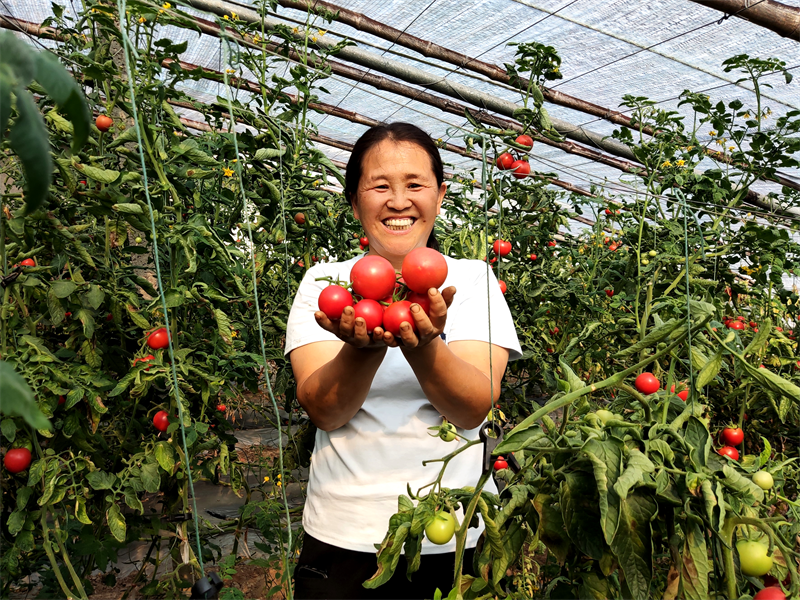 孫秀娥和她種植的西紅柿
