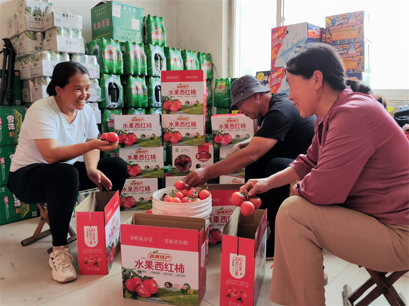 孫秀娥和鄉(xiāng)親們對西紅柿進行裝箱