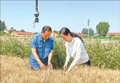 蘇婷（右）與村支書魏銳祚了解夏收情況。魏美新攝