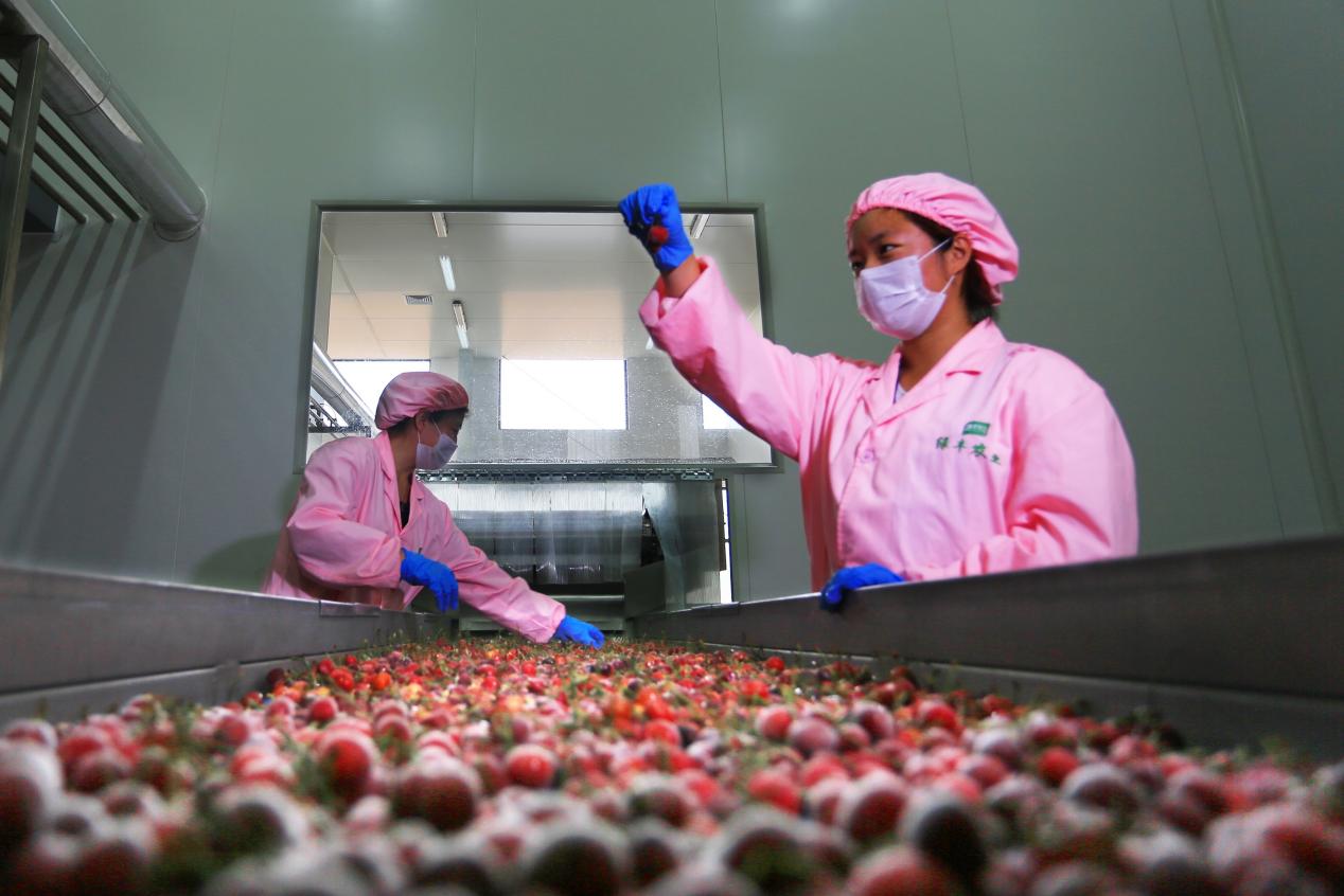 愛櫻維櫻桃原汁生產(chǎn)線。五蓮縣委宣傳部供圖