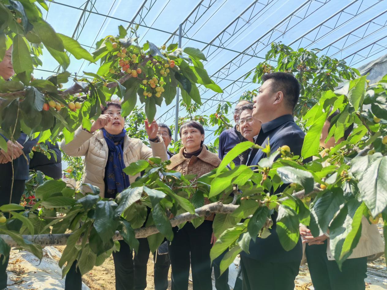 櫻桃生產(chǎn)管理專家到果樹大本營基地現(xiàn)場指導(dǎo)。五蓮縣委宣傳部供圖