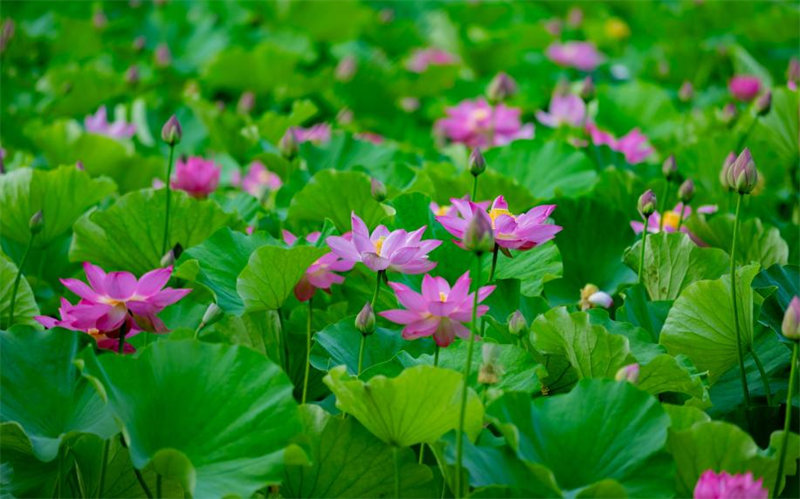 盛夏驕陽下，滿池荷花肆意綻放。劉晶 攝
