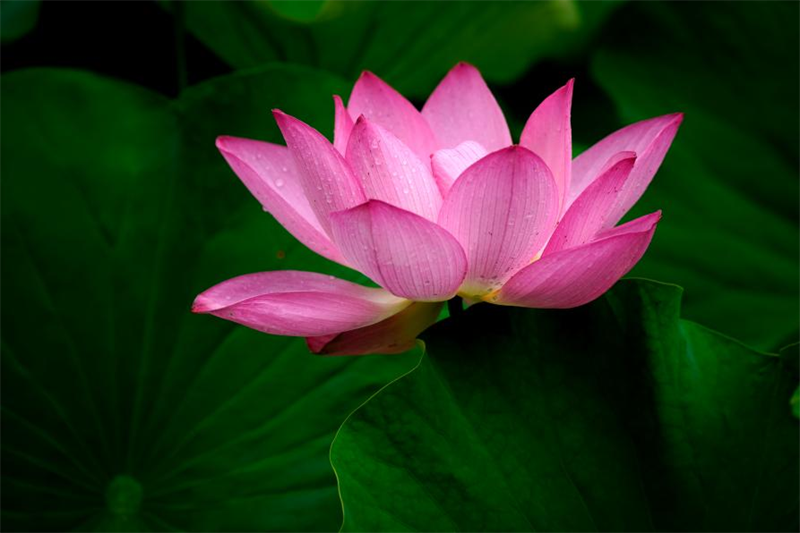 荷葉層層疊疊，粉嫩荷花悄然隱匿其中。袁召勇 攝