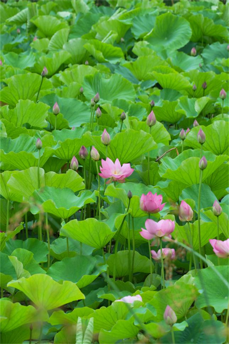 翠綠的荷葉與粉嫩的荷花相映成趣，帶來絲絲清新與寧靜。胡明剛 攝