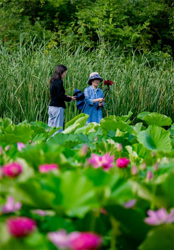 蓮荷亭亭玉立，于碧波間，吸引市民游客觀賞。劉晶 攝
