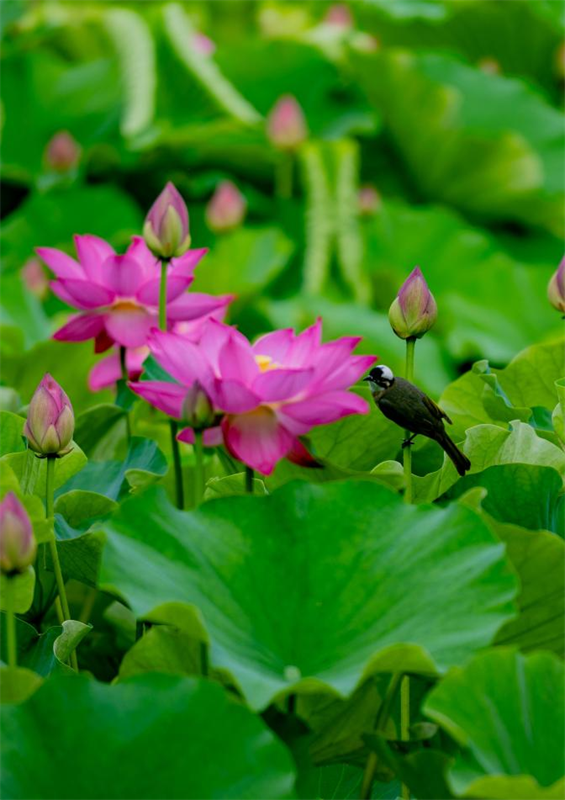 綠荷擁粉苞，小鳥立葉梢。劉晶 攝