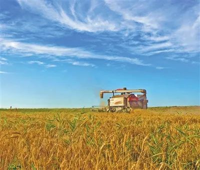 不久前，于林村小麥喜迎豐收。房傳坤攝