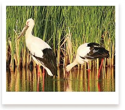 東營(yíng)黃河口候鳥棲息地，東方白鸛在離巢穴不遠(yuǎn)的濕地里覓食。楊 斌攝