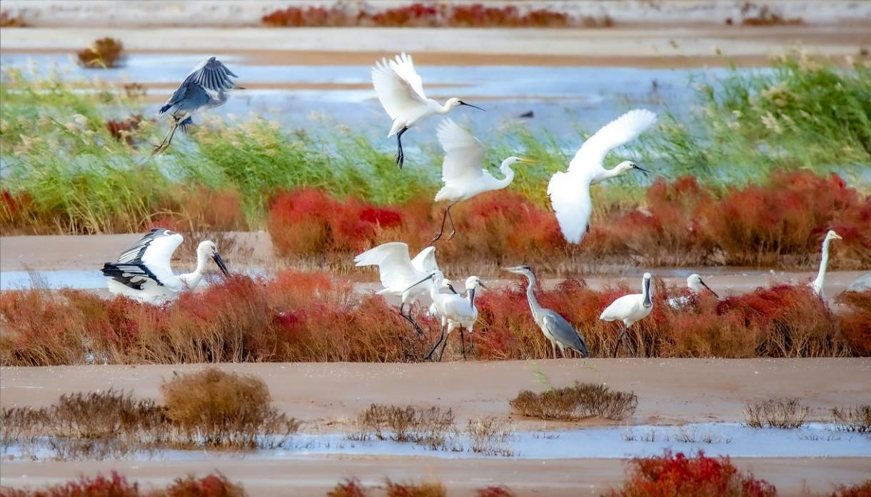 徒駭河（沾化段）美景