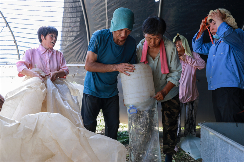 山東聊城:螞蚱養(yǎng)殖助增收