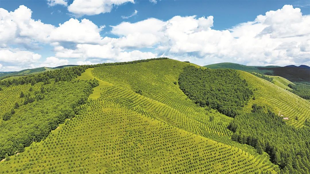 塞罕壩林海風光。王龍\攝