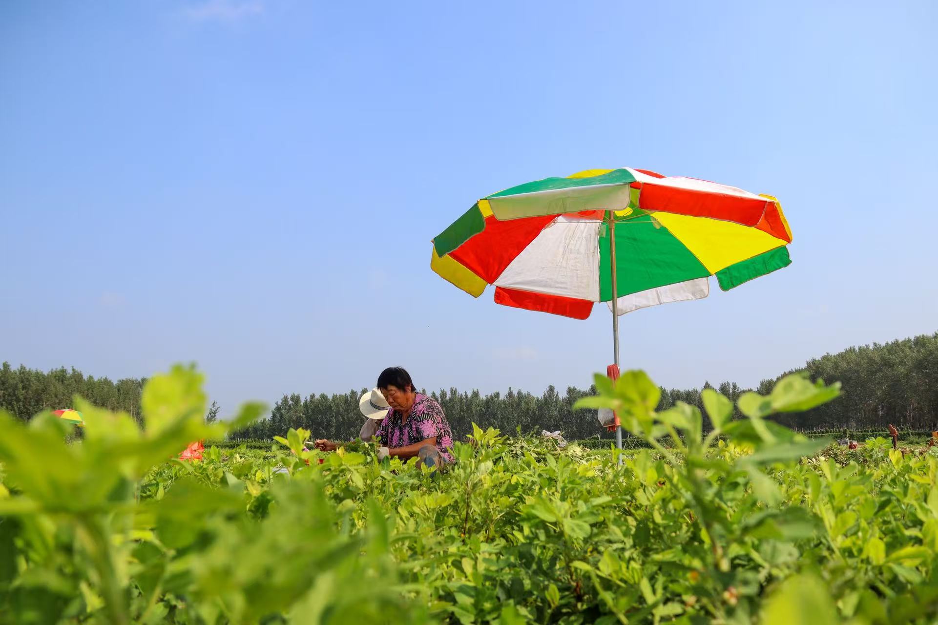 8月14日，農(nóng)民在山東省聊城市茌平區(qū)楊官屯鄉(xiāng)楊北新村采收花生。