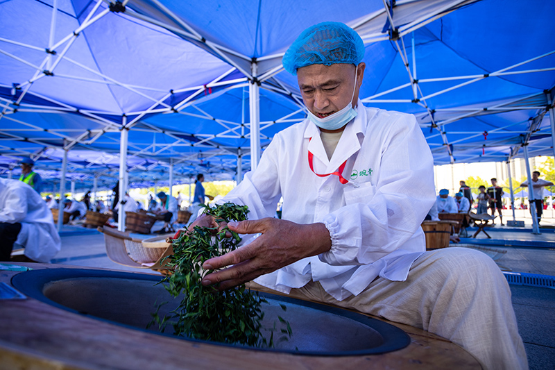 茶葉加工能手同臺競技。邱翔攝