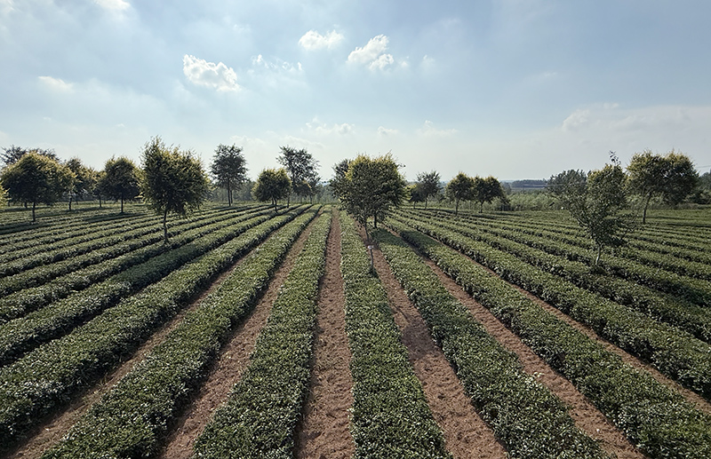 濟生春家庭農(nóng)場現(xiàn)場觀摩。徐俐莉攝