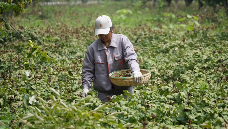 工人們正在牡丹田里采摘果莢。桑秋華攝