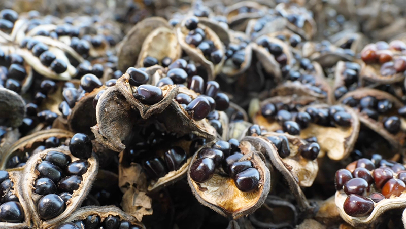 即將出殼的牡丹籽。桑秋華攝