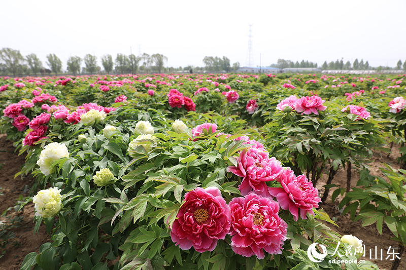 春天，大田里，盛開(kāi)的各色牡丹爭(zhēng)奇斗艷，開(kāi)出村民的“幸福路”。人民網(wǎng)劉祺 攝