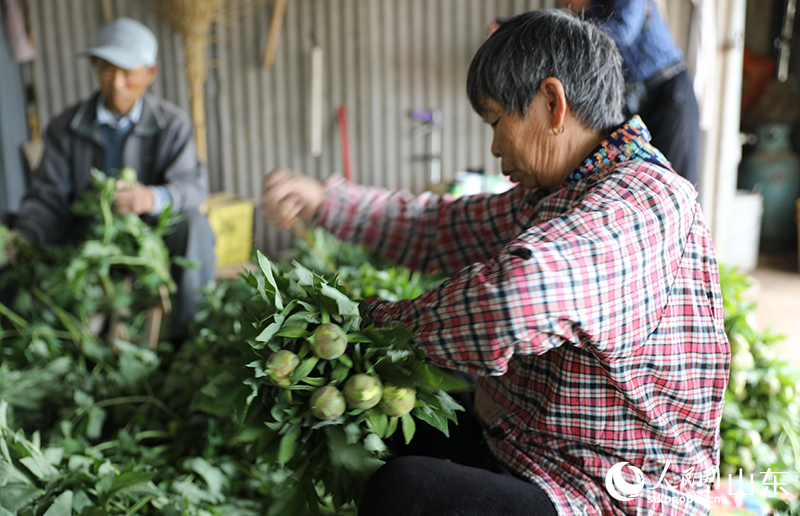 春天，村民們?cè)谑崂砟档r切花。人民網(wǎng)記者 劉祺攝