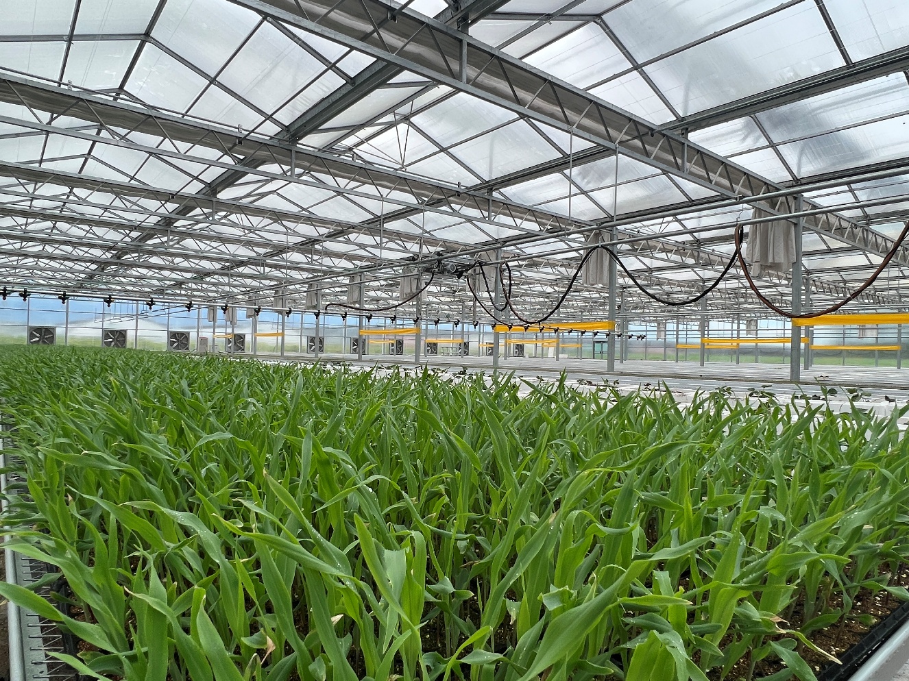 示范園種植區(qū)內(nèi)，農(nóng)作物長(zhǎng)勢(shì)喜人。寧陽(yáng)縣委宣傳部供圖