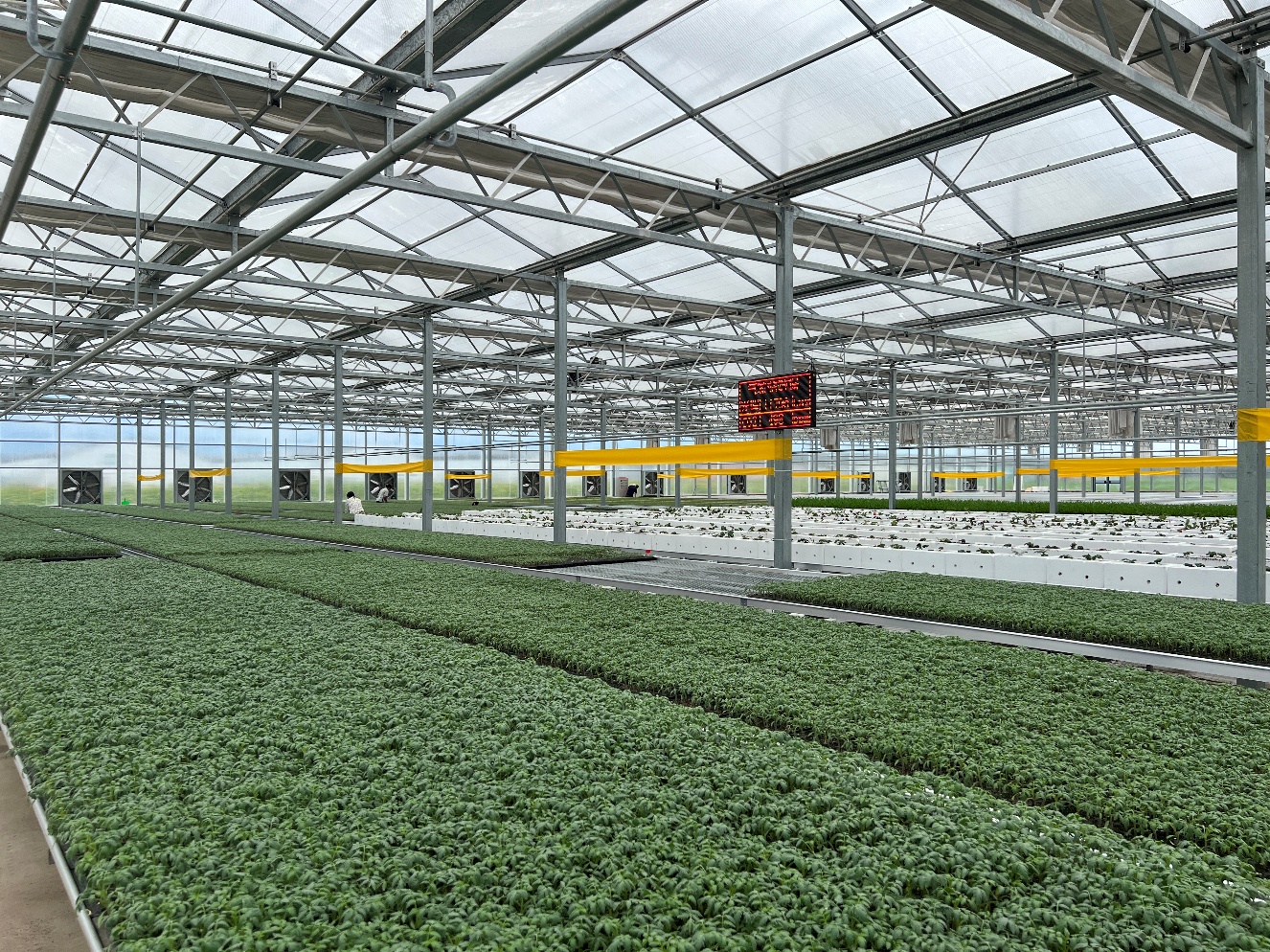 在微生物制劑的持續(xù)作用下，“泰山紅番茄”植株健壯、抗逆性增強(qiáng)，結(jié)出的果實(shí)糖度高。寧陽(yáng)縣委宣傳部供圖