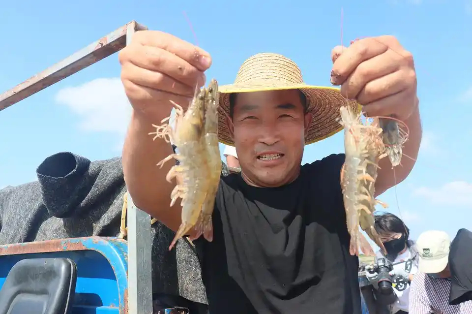 漁民正在展示新鮮的鹽田蝦。濱州市委宣傳部供圖