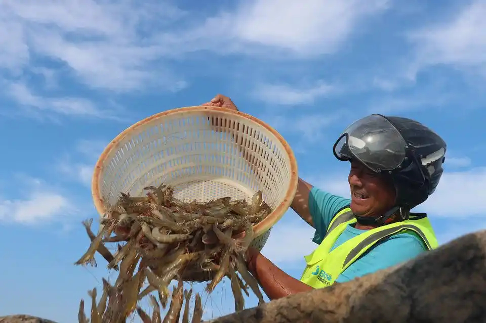 漁民倒出剛打撈上來(lái)的鹽田蝦。濱州市委宣傳部供圖