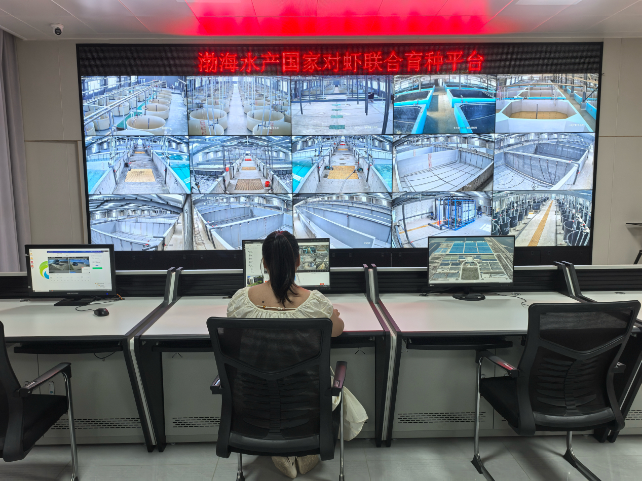 渤海水產(chǎn)國(guó)家對(duì)蝦聯(lián)合育種平臺(tái)實(shí)現(xiàn)了蝦苗育種24小時(shí)實(shí)時(shí)監(jiān)測(cè)。濱州市委宣傳部供圖