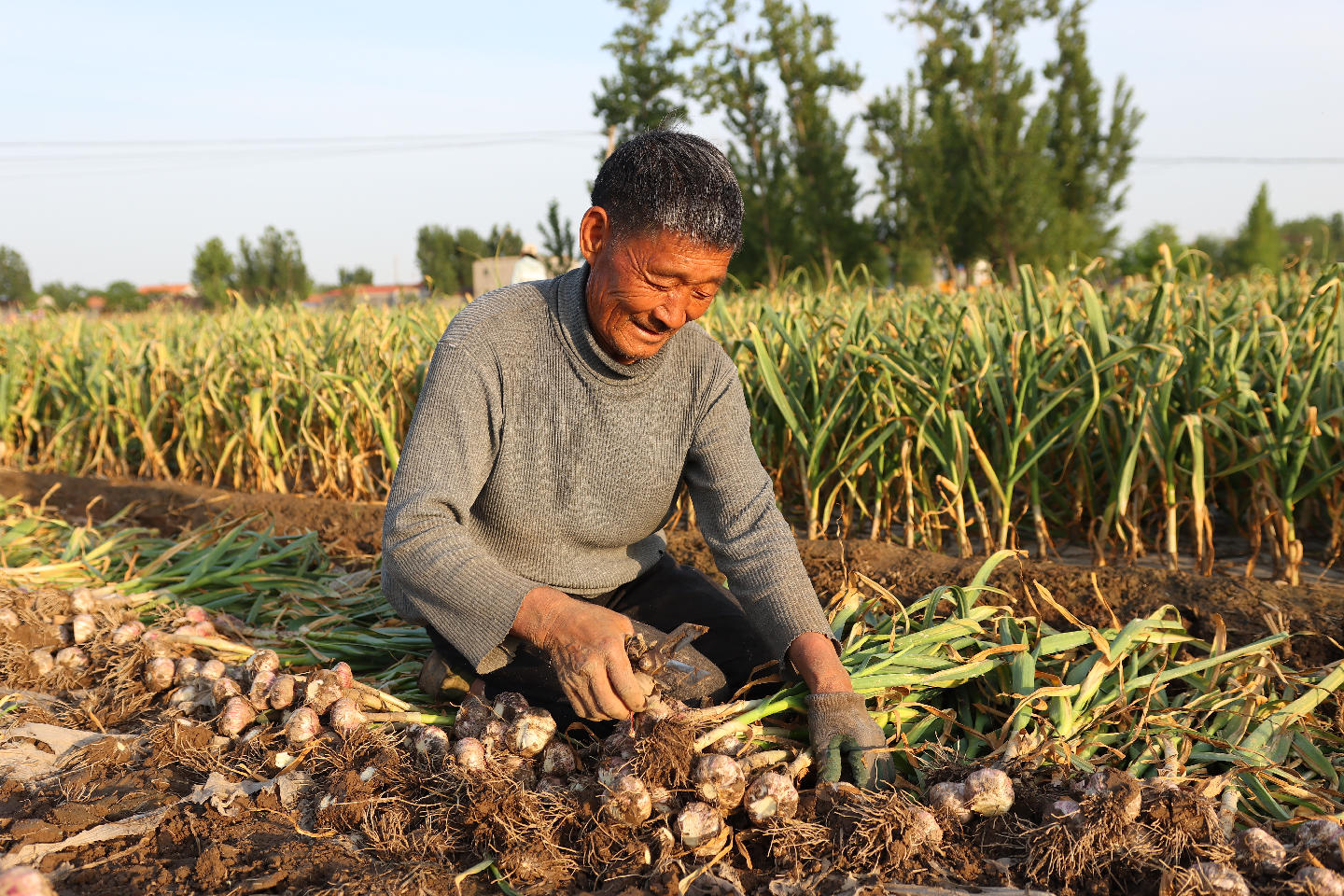 蒜農(nóng)掘起一壟壟大蒜。巨野縣委宣傳部供圖