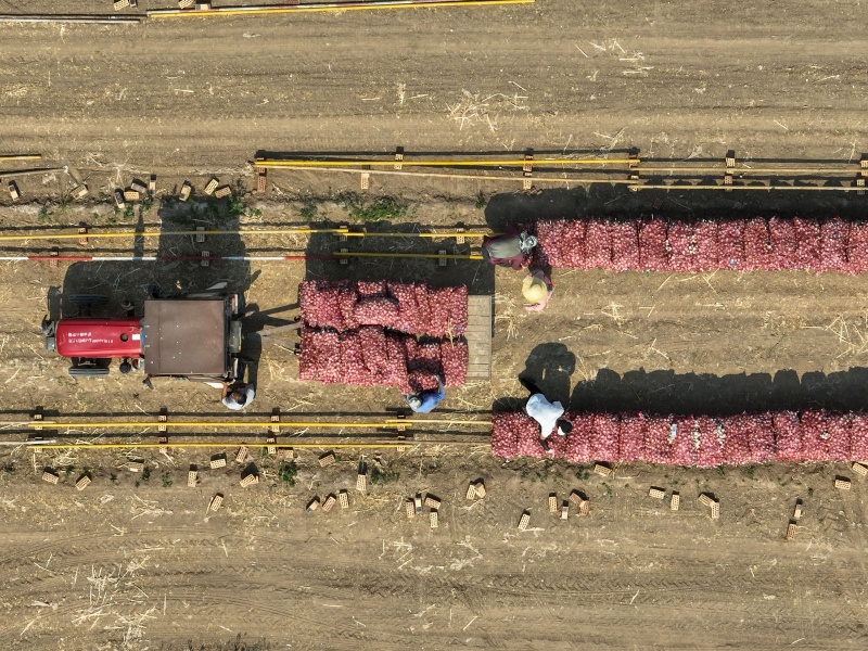 巨野縣已形成規(guī)模化、標(biāo)準(zhǔn)化的大蒜產(chǎn)業(yè)格局。巨野縣委宣傳部供圖