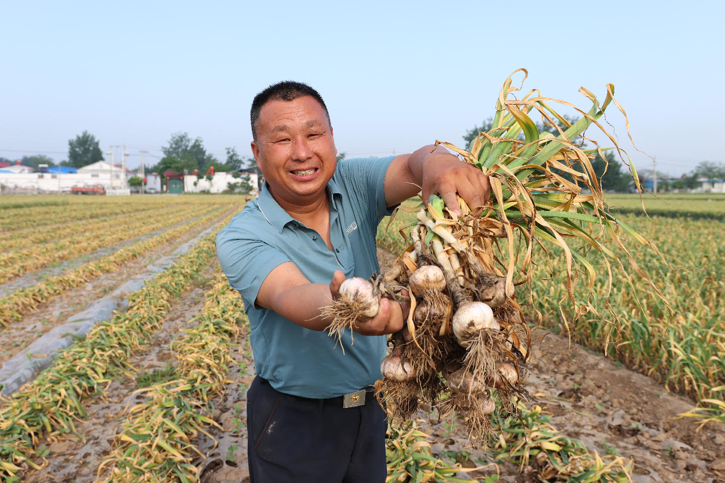 小小的蒜頭，已然成為巨野縣富民增收的“金鑰匙”。巨野縣委宣傳部供圖