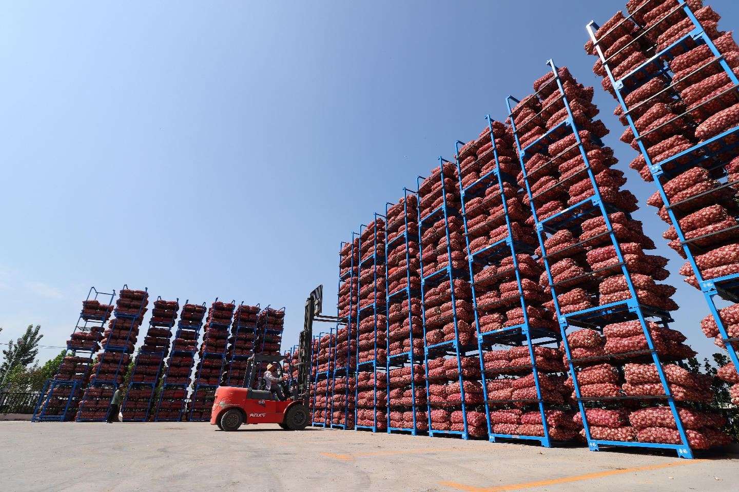 “巨野大蒜”占全國大蒜出口總量的15%。巨野縣委宣傳部供圖