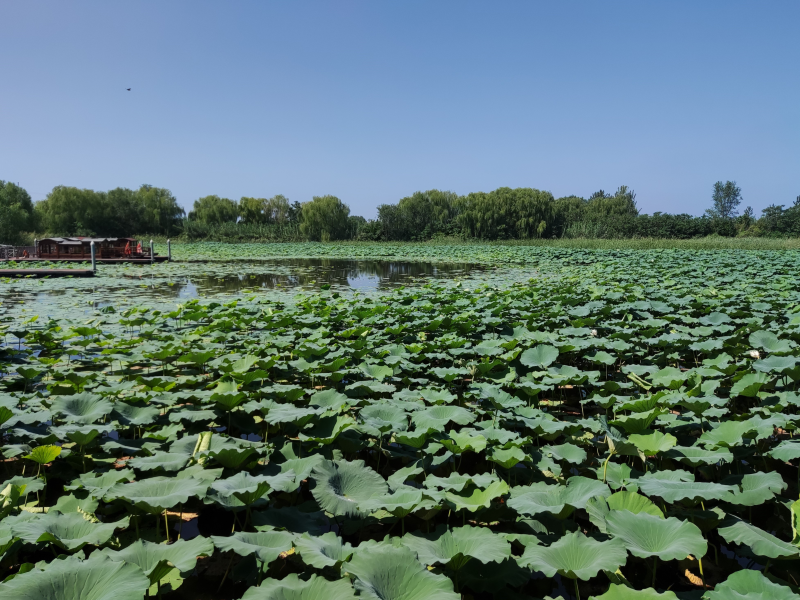 圖為蓑衣樊村千畝荷塘