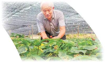 王文水采摘參種。郭彥成攝