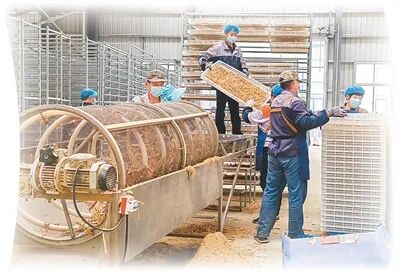 在道地參業(yè)加工車(chē)間，工作人員正在對(duì)鮮參進(jìn)行脫須處理。郭彥成攝