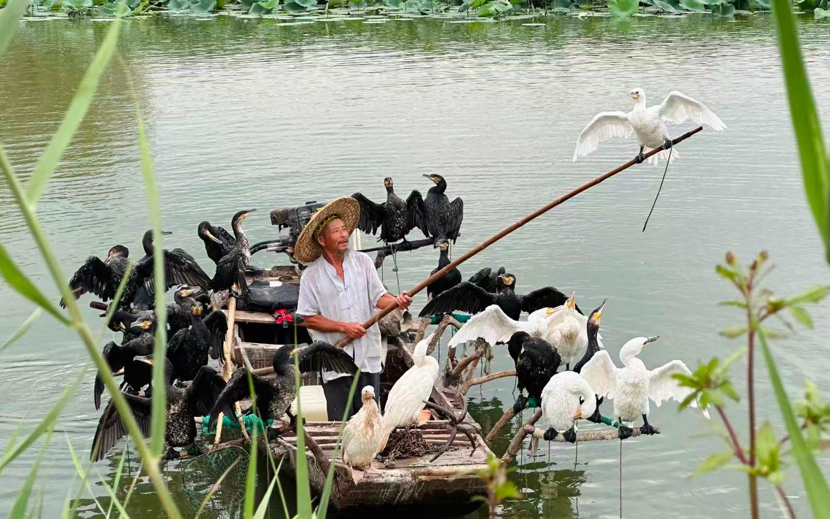 行進(jìn)中國(guó)丨微山湖光煥新景