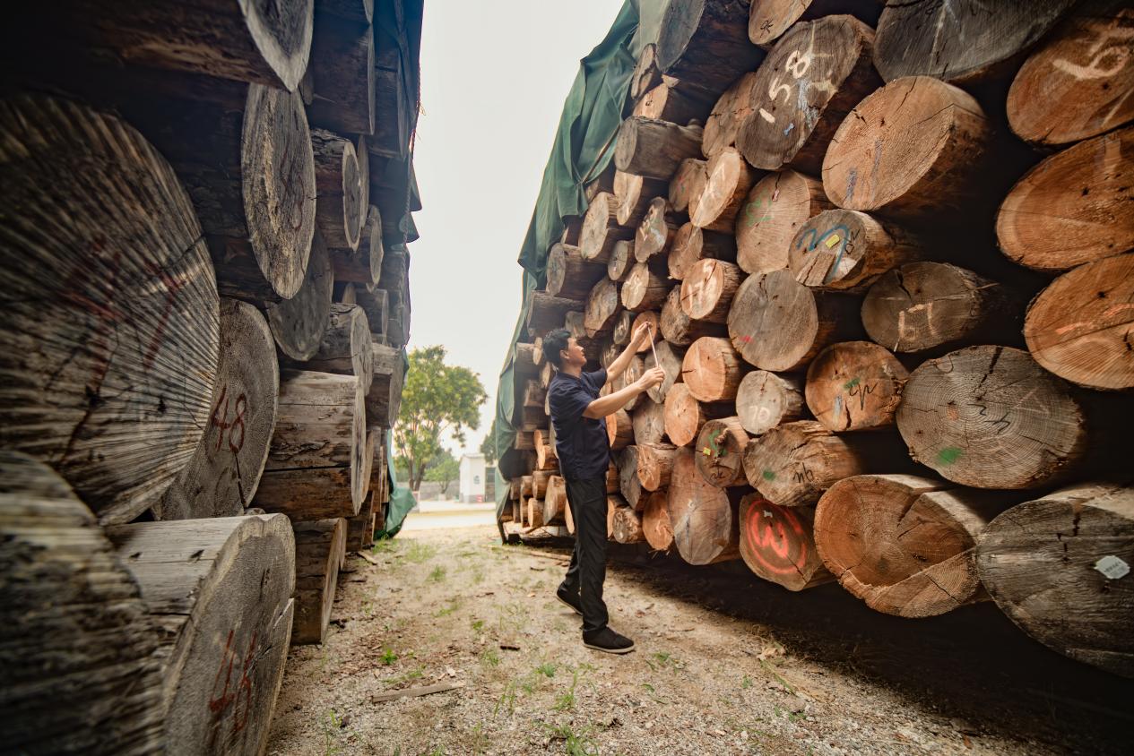 料場里堆放的木材。楊國慶攝