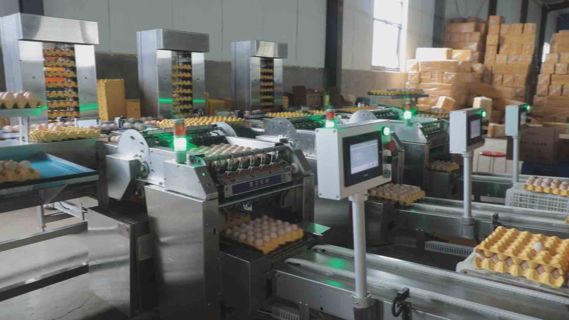 智能化的蛋品加工車間。東明縣委宣傳部供圖