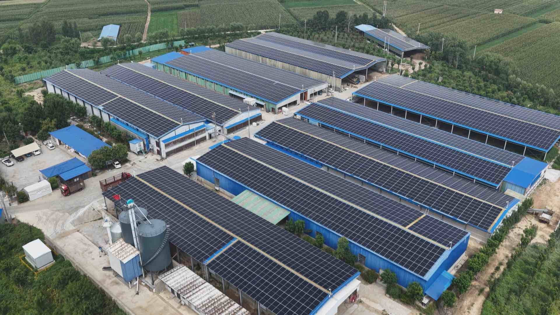 雞舍棚頂?shù)膯尉Ч韫夥鍖㈥柟廪D(zhuǎn)化為源源不斷的清潔電能。東明縣委宣傳部供圖