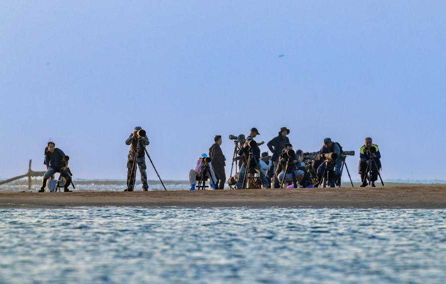 攝影師們齊聚岸邊，抓拍低空盤旋的燕鷗。臧紹喜 攝